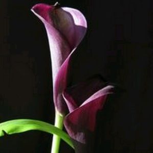 Meet your Posher, Ivana